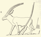 Oryx